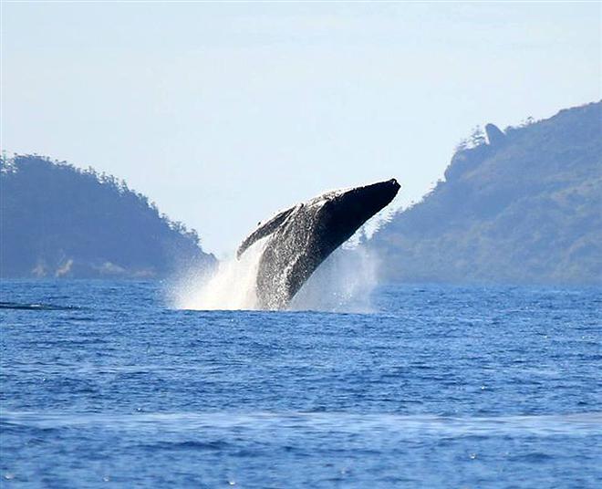 Whales in the Whitsundays - World ARC 2017 © World Cruising Club
